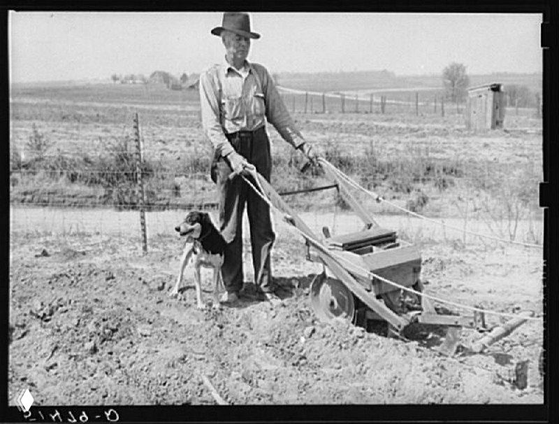 Мистер Уоткинс сеет арахис. США, 1939