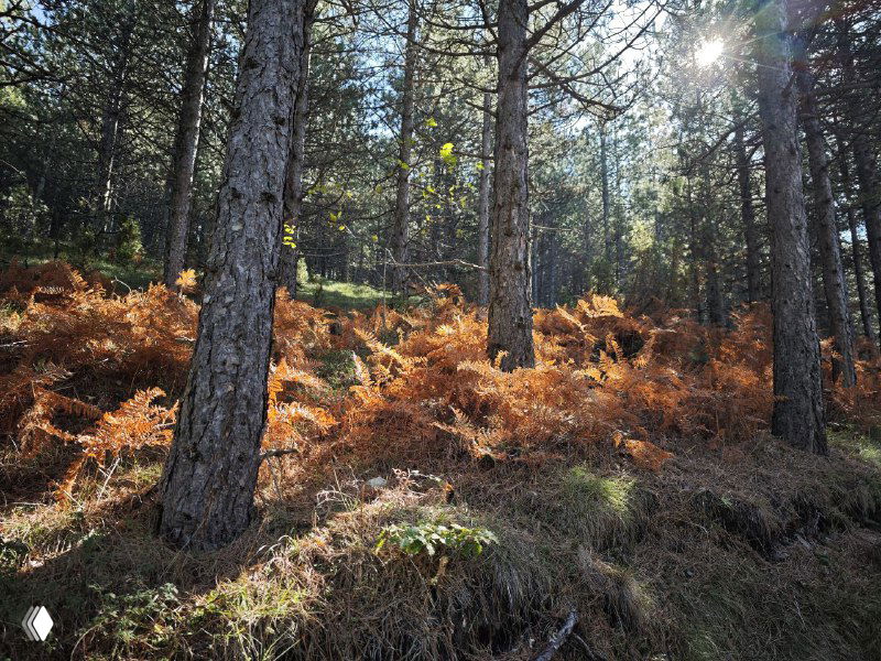 СТРАХ И СВОБОДА