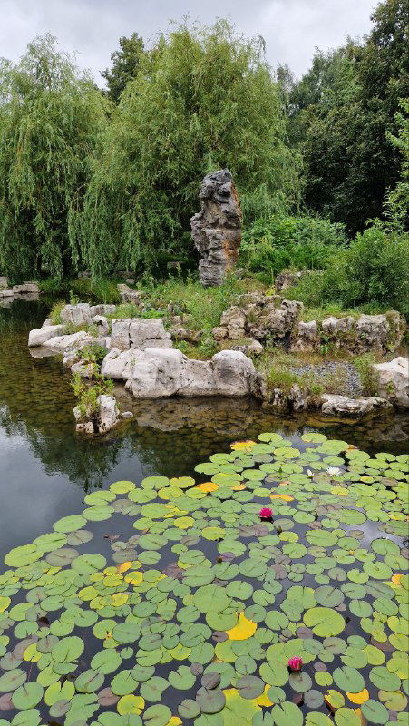 Скальные композиции и кувшинки у берега пруда в ландшафтной зоне парка «Хуамин», сочетание камней и воды как в китайской традиции.