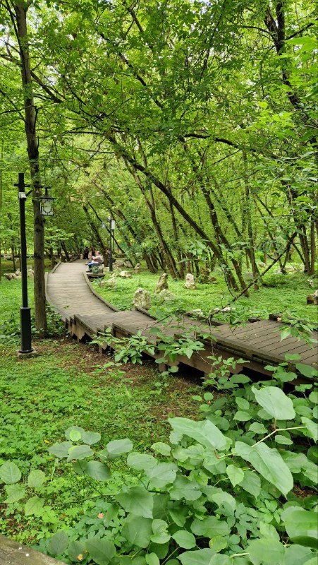 Деревянная приподнятая дорожка, ведущая сквозь зелёный ландшафт и низкие кустарники в глубине парка, атмосфера уединения и созерцания.