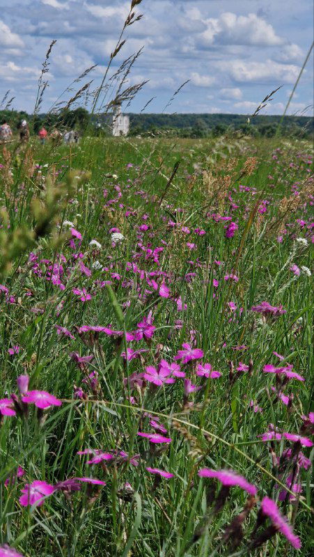 Крупный план луговых розовых цветов на переднем плане, вдалеке виднеется храм Покрова на Нерли и рассеянный деревенский пейзаж.