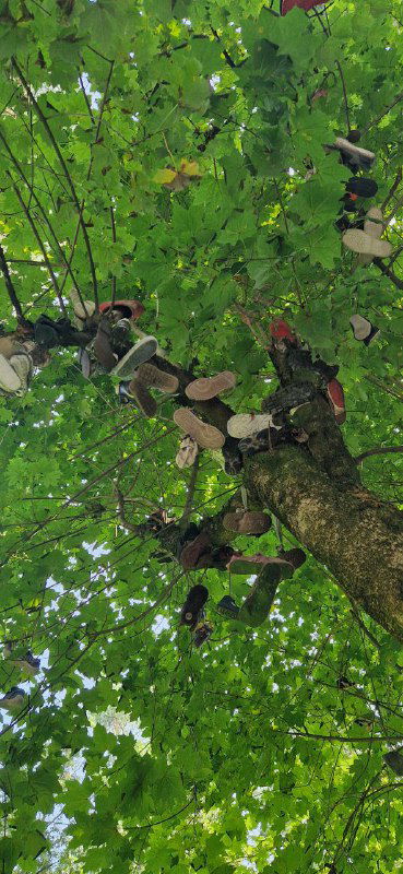 Чудо-дерево: ветви, увешанные детскими фигурками и обувью, вид снизу на зелёные листья и многочисленные игрушки на ветках.