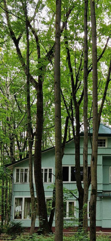 Дом-усадьба с зелёной верандой среди стройных деревьев — типичная переделкинская архитектура и спокойная прогулочная зона.