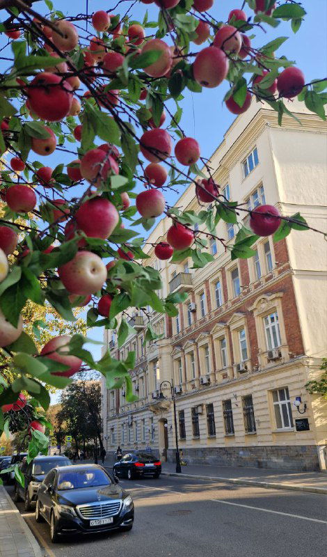 Яблоки или рябины на ветках на переднем плане на Спиридоновке: сочные плоды, осеннее небо и исторические фасады домов в городской перспективе.