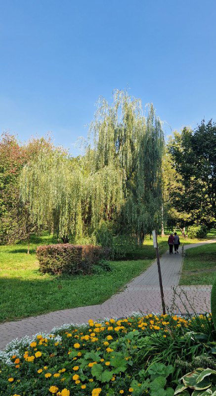 Прогулочная аллея в парке Коньково с высокой ивой, клумбами и дорожкой — спокойная зелёная зона для прогулок и отдыха местных жителей.