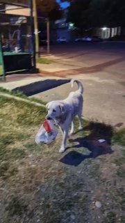 Ночная сцена: собака несёт пакет с продуктами по тротуару возле остановки — иллюстрация местной доставки по‑тбилисски.