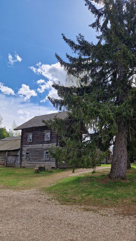 Деревянный жилой дом усадьбы на фоне большой ели и голубого неба, усадебный двор с тропинкой и зелёными насаждениями вокруг здания.