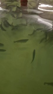 Молодые радужные форели в зелёной воде большого резервуара — рыбки различного размера плавают в спокойной чистой воде фермы.