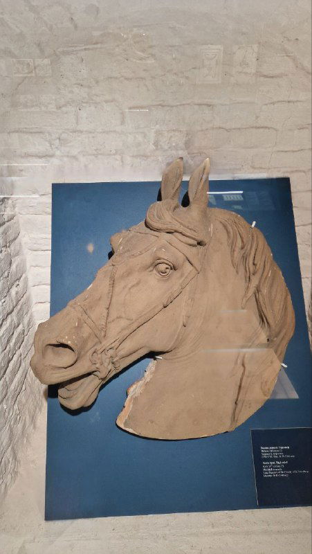 Гипсовая или керамическая модель головы лошади в экспозиции; музейный стенд с подписью и нейтральным фоном.