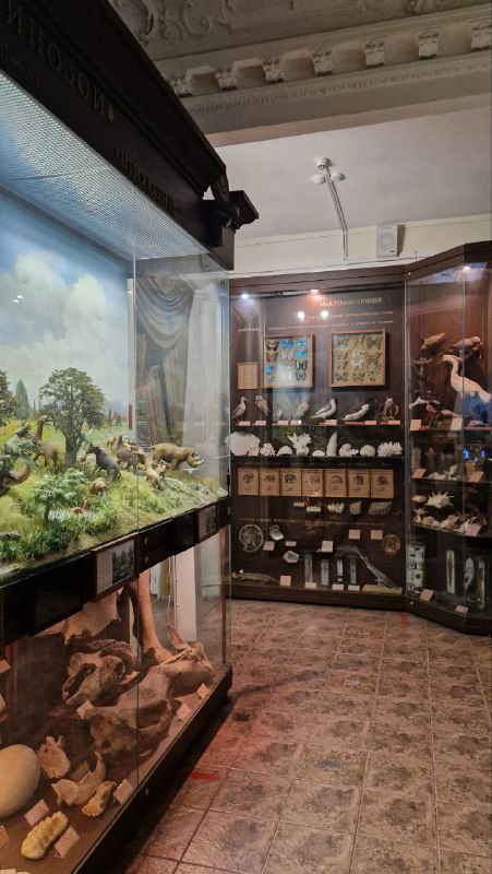 Узкий зал с витринами и диорамами: чучела, коллекции и информативные таблички внутри экспозиции музея.