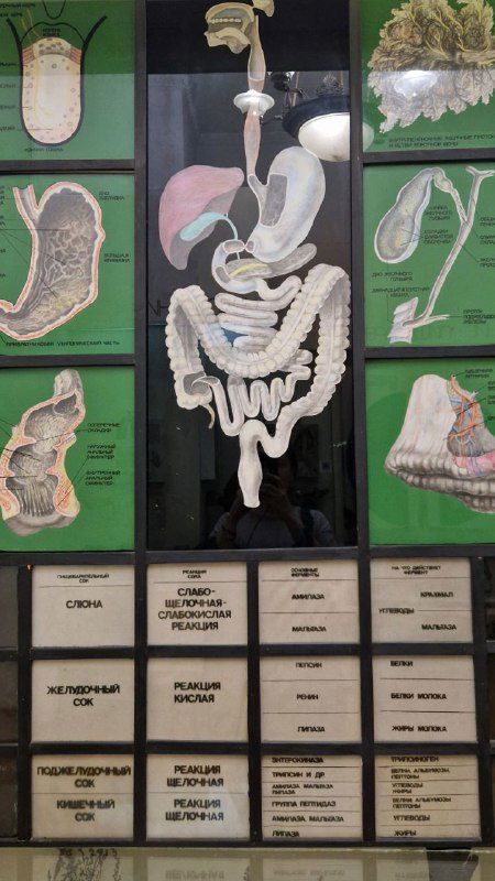 Панель с учебной схемой пищеварительной системы и подписями: экспонаты иллюстрируют анатомию и биологические процессы.