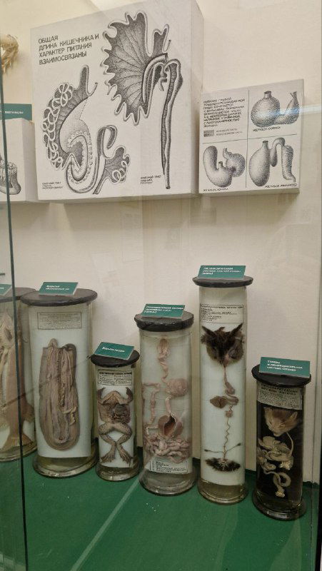 Стеклянные банки с влажными препаратами и подписанными образцами: традиционные музейные коллекции для изучения анатомии.