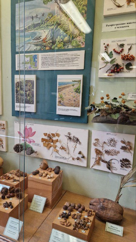 Витрина с гербарием и мелкими образцами растений, образцы и информационные карточки расположены в аккуратных коробочках.