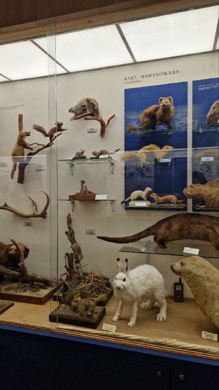 Витрина с чучелами животных и панелями, демонстрирующая представителей фауны и природные ареалы в экспозиции музея.