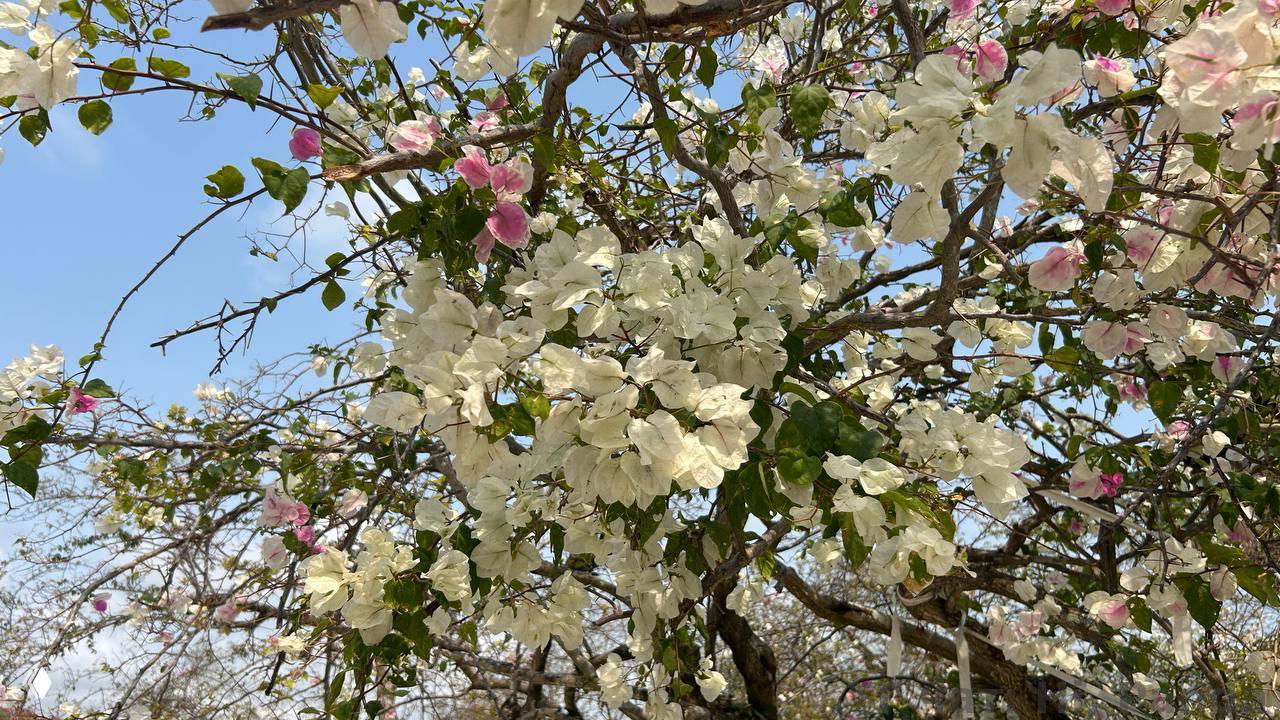 Цветочные сады Хайнаня