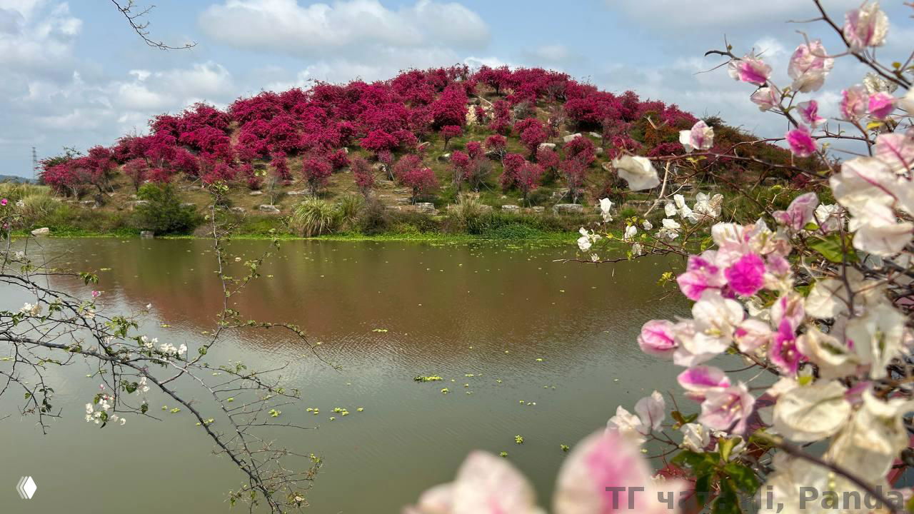 Водоём в саду с холмиком, усыпанным ярко-розовыми кустами, отражение цветов на воде и цветущие ветви на переднем плане.