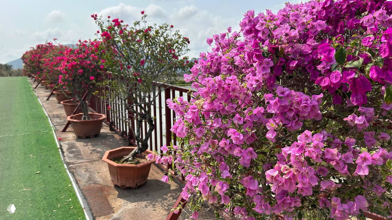 Ряд горшечных кустов с розовыми цветами на ограждении смотровой зоны в саду — декоративные растения вдоль дорожки.