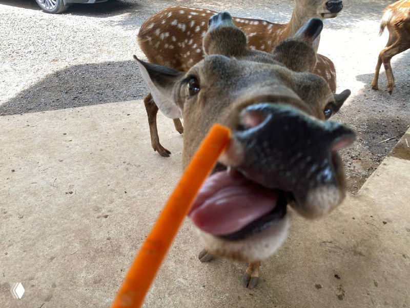 Большое семейное сафари в Хайкоу