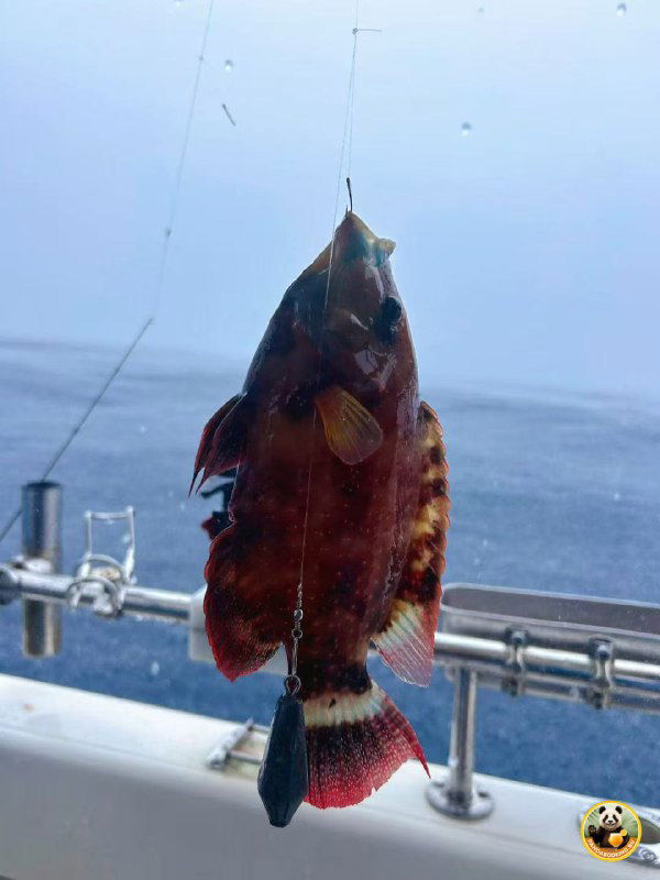 Крупный план пойманной морской рыбы на крючке у борта судна; видны перила лодки и открытое море под пасмурным небом, контекст экскурсии.