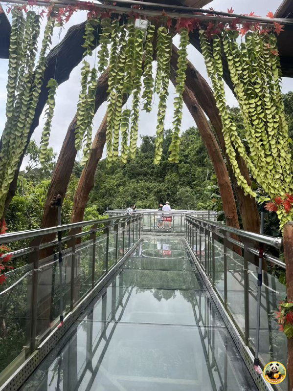 Стеклянная дорожка с декоративными свисающими растениями, прозрачный пол и вид на тропическую зелень вокруг.