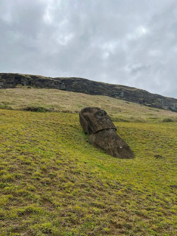 Часть лежащей незаконченной головы моаи на травянистом склоне, демонстрирующая масштаб и процессы резки камня на острове Пасхи.