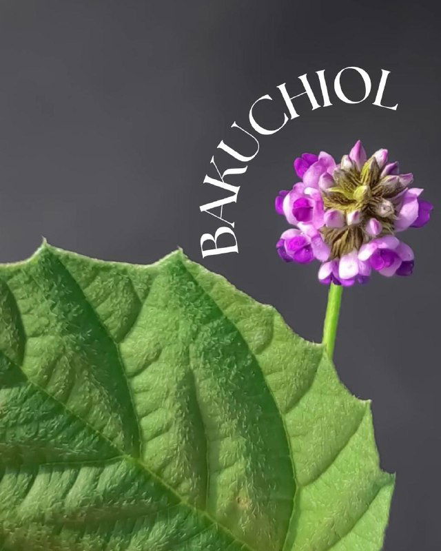 Что такое бакучиол и зачем он?