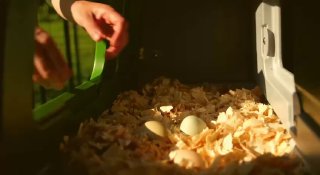 Кадр из промо Omlet: рука рядом с гнездом и яйцами на опилках, тёплое освещение и подчёркнутая текстура подстилки в рекламной сцене