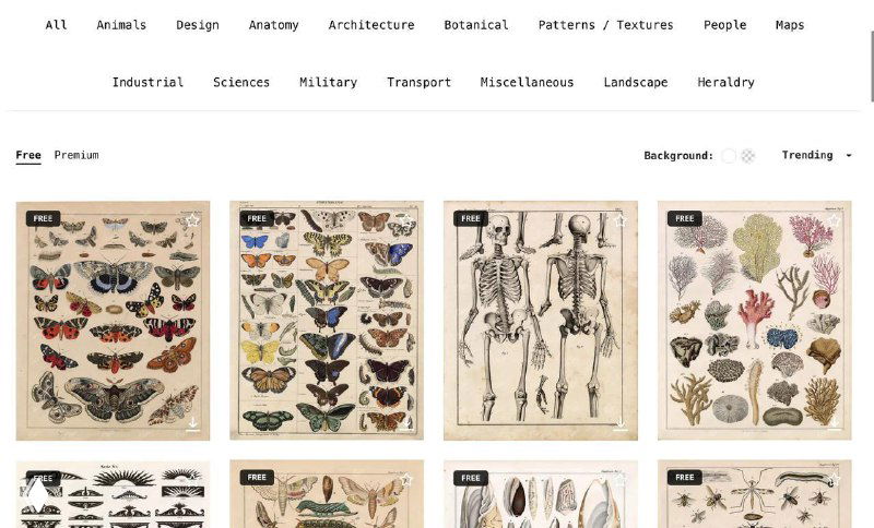 Century — фотосток винтажной графики