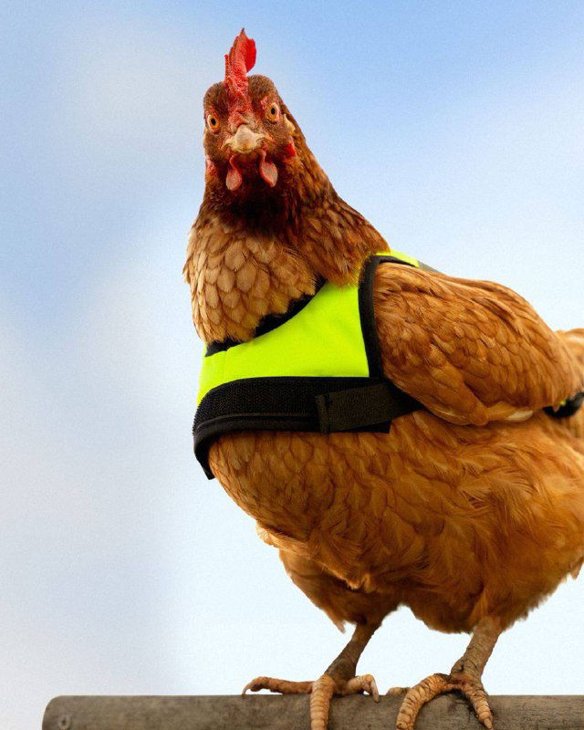 Фото курицы в ярко‑жёлтом/салатовом жилете безопасности на нейтральном фоне — юмористический и заботливый образ в визуальной айдентике Omlet