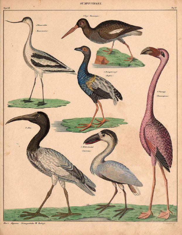 Иллюстрация птиц из атласа: несколько видов болотных и водоплавающих птиц, аккуратные цветные литографии и аннотации авторства XIX века.