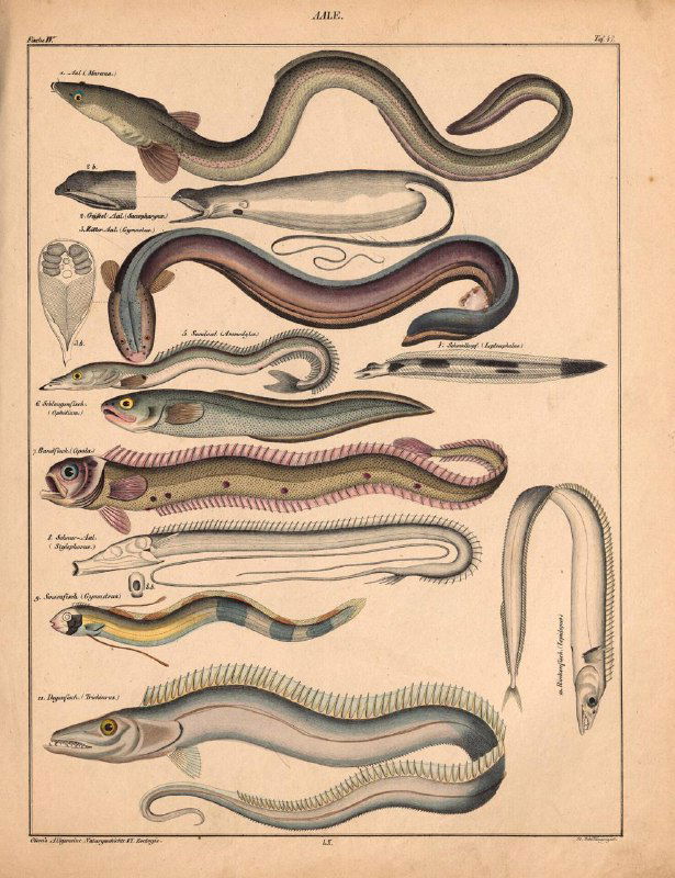 Иллюстрация морских и пресноводных рыб, угревидных и змеевидных форм; литографические изображения анатомии и видовая маркировка XIX века.