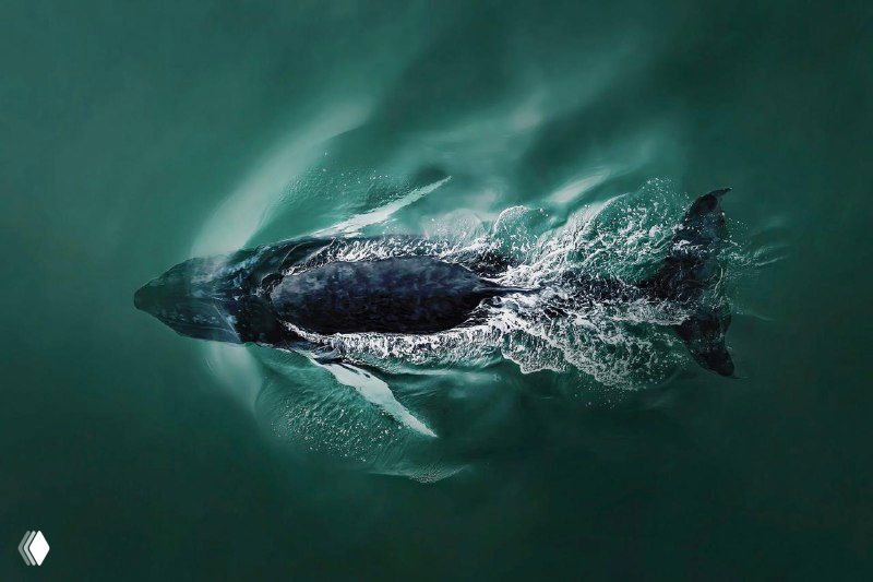 Кит, движущийся под водой: аэрофотография подчёркивает силу и силуэт животного, окружённого струями и отблесками на поверхности.