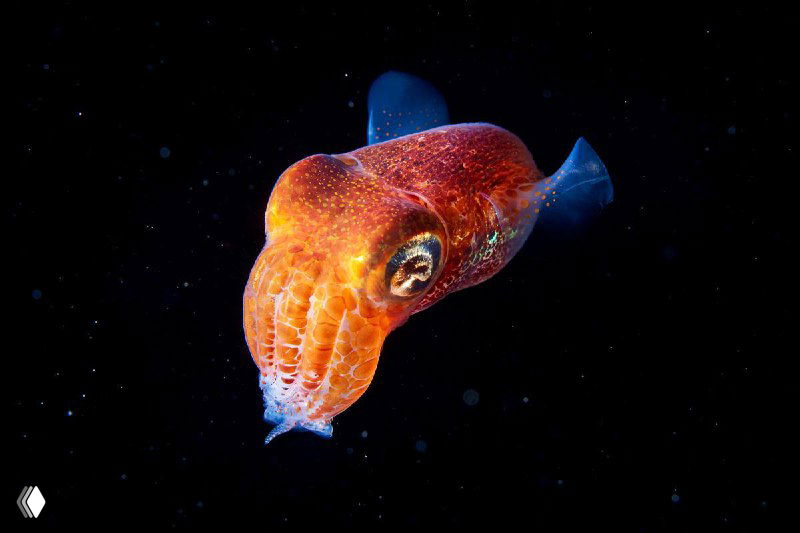 Подводные фотографии Александра Семёнова