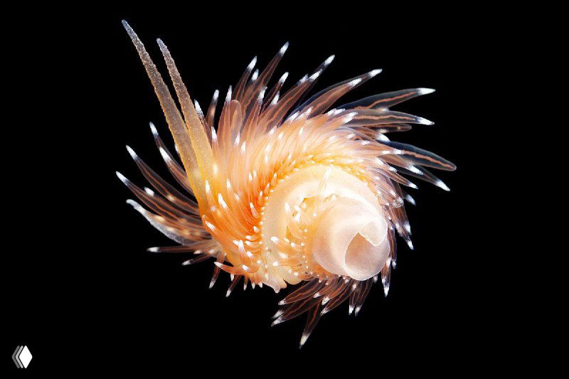 Крупный план мелкого морского беспозвоночного с радиально-расставленными щетинками на чёрном фоне — детализированная съёмка Александра Семёнова.