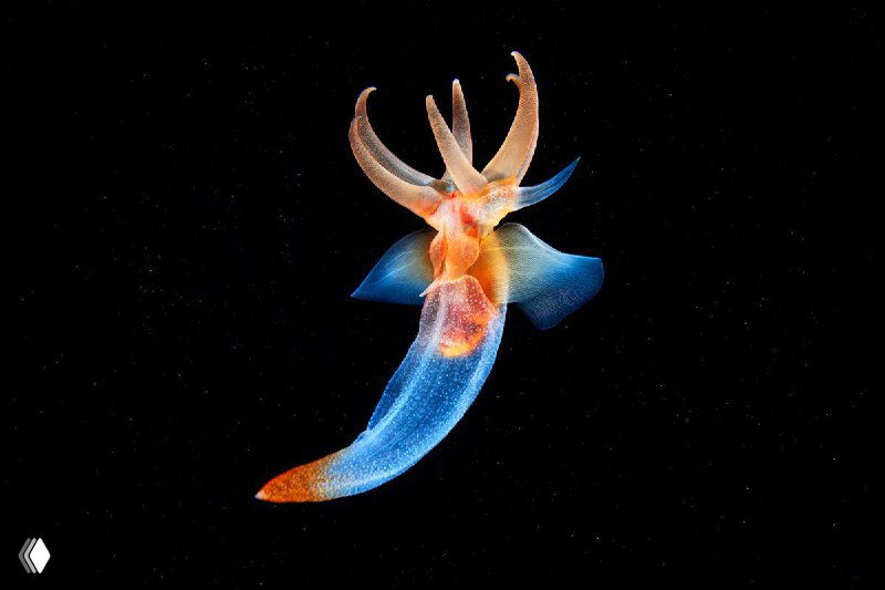 Плавающее полупрозрачное существо синево-оранжевых тонов на чёрном фоне, крупный план — макрофотография из серии Александра Семёнова.