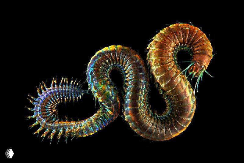 Детализированная макрофотография извивающегося многощетинкового червеобразного существа на чёрном фоне — художественный научный кадр Александра Семёнова.