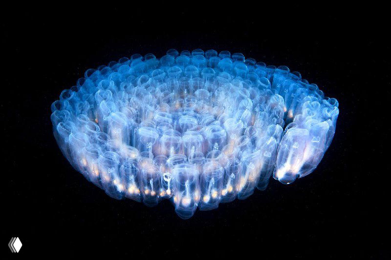 Крупный план полупрозрачного кольцеобразного морского организма на чёрном фоне — контрастная макросъёмка из подборки Александра Семёнова.