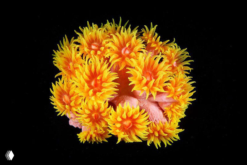 Яркая крона кораллоподобного существа жёлто-оранжевых тонов на чёрном фоне — макрофото с акцентом на структуру и цвет, автор Александр Семёнов.