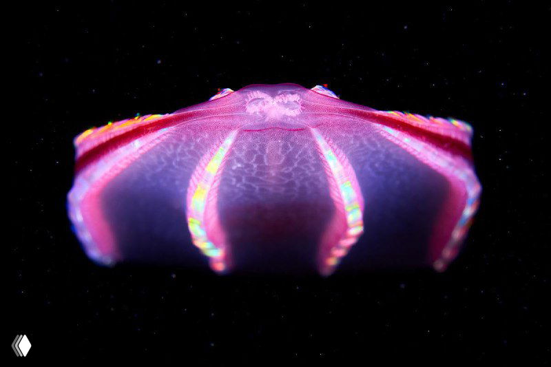 Планетоподобный полупрозрачный организм с неоновой подсветкой на чёрном фоне — художественная подводная фотография Александра Семёнова.