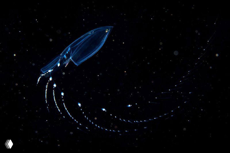 Прозрачное желобоватое существо с длинными нитями и светящимися точками на чёрном фоне — макрофотография морской планктониды от Александра Семёнова.