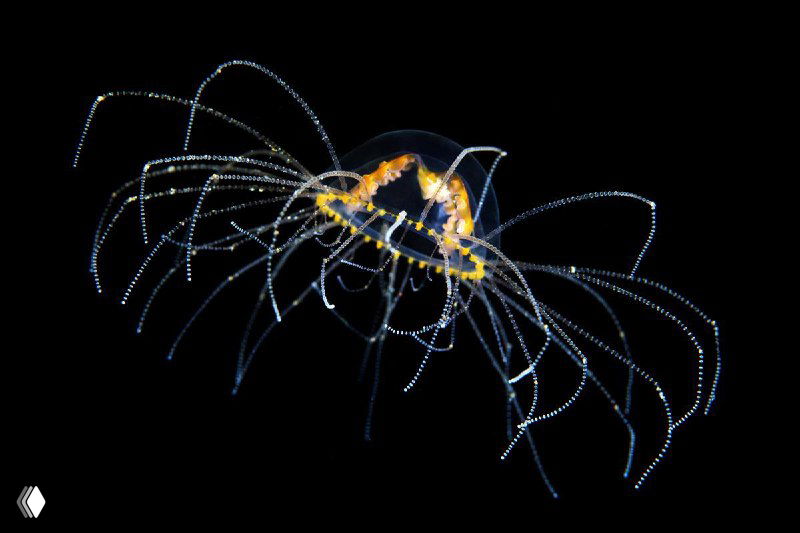 Хрупкая медузоподобная форма с тонкими спускающимися нитями и светящимися узорами на тёмном фоне — макроизображение из серии Семёнова.