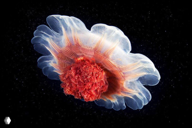 Макрофотография полупрозрачного медузообразного организма с красным центральным узлом на чёрном фоне — художественно-научный кадр Александра Семёнова.