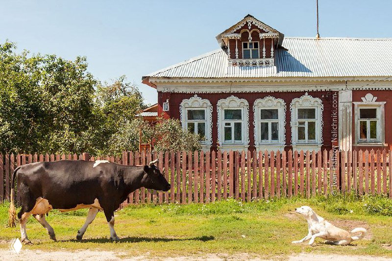 Деревянный крестьянский дом с резными наличниками на окнах, корова идёт по траве перед забором, в кадре виден сельский пейзаж и собака.