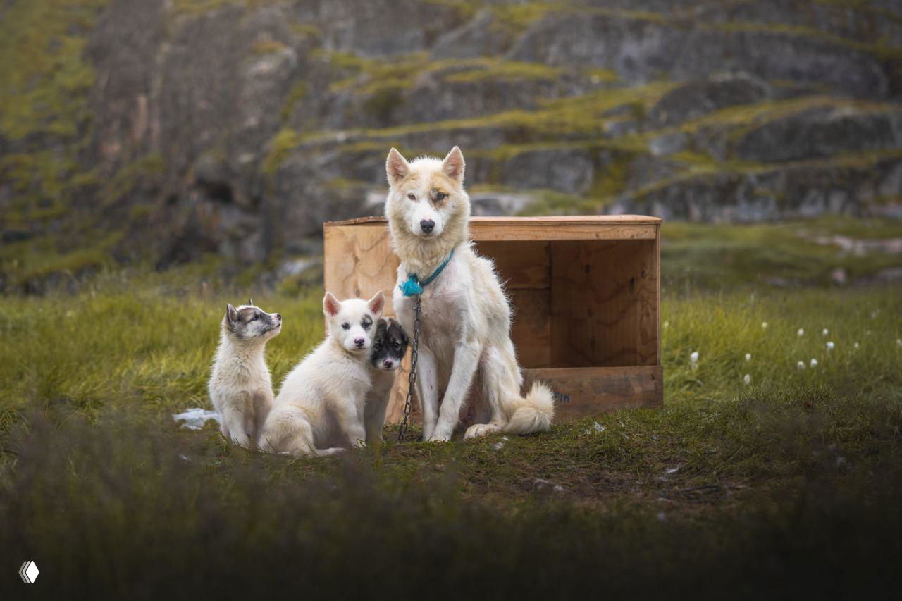 Стая щенков и взрослая собака на мшистом лугу у скал, сцена домашней жизни в арктическом пейзаже с мягким рассеянным светом.