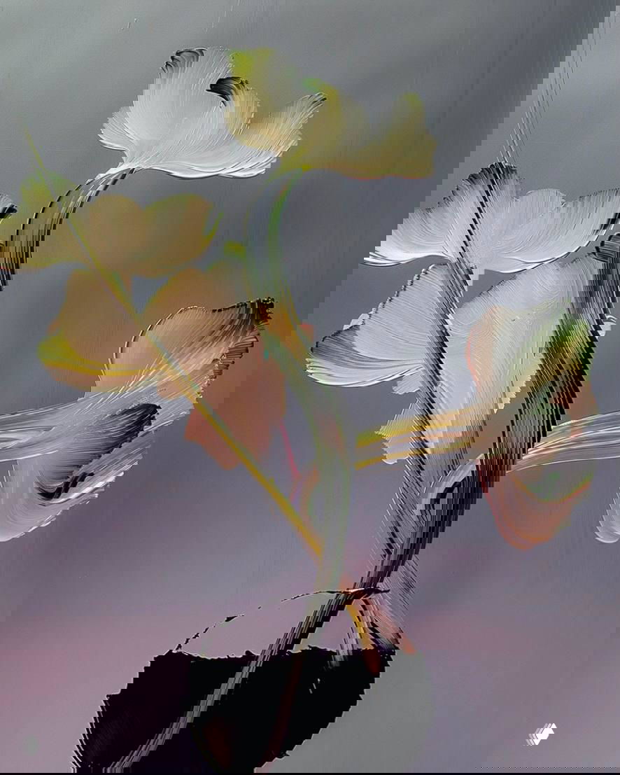 Форма и пространство в цифровом натюрморте: стебли и лепестки, прочерченные широкими виртуальными мазками, похожие на акцентную живопись.