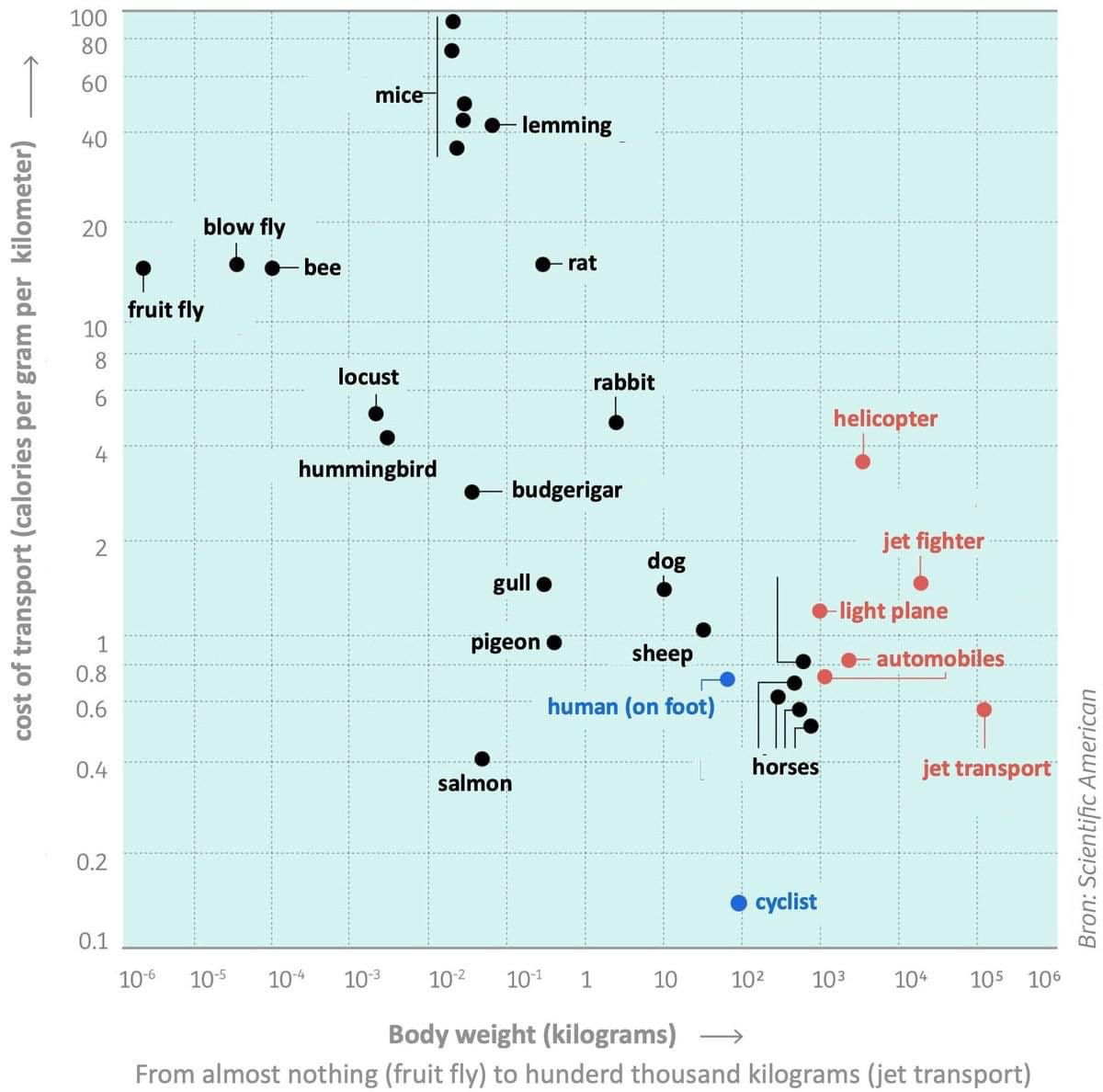 Эффективность передвижения животных и транспортных средств