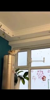 Кот сидит на верхней части холодильника у окна в городской квартире; в кадре виден горшок с растением, наклейки на стекле и элементы интерьера.