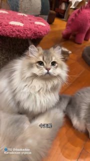 Крупный план пушистой серо‑белой длинношерстной кошки в домашней комнате; кадр из видео (Douyin), демонстрирует питомца.