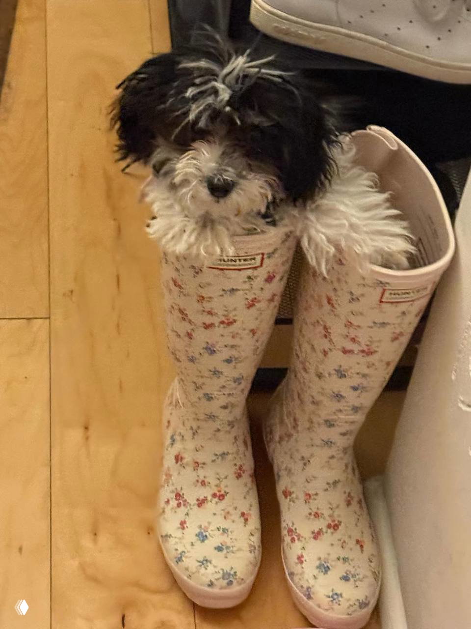 Маленький чёрно‑белый щенок сидит внутри высоких резиновых сапог на деревянном полу прихожей