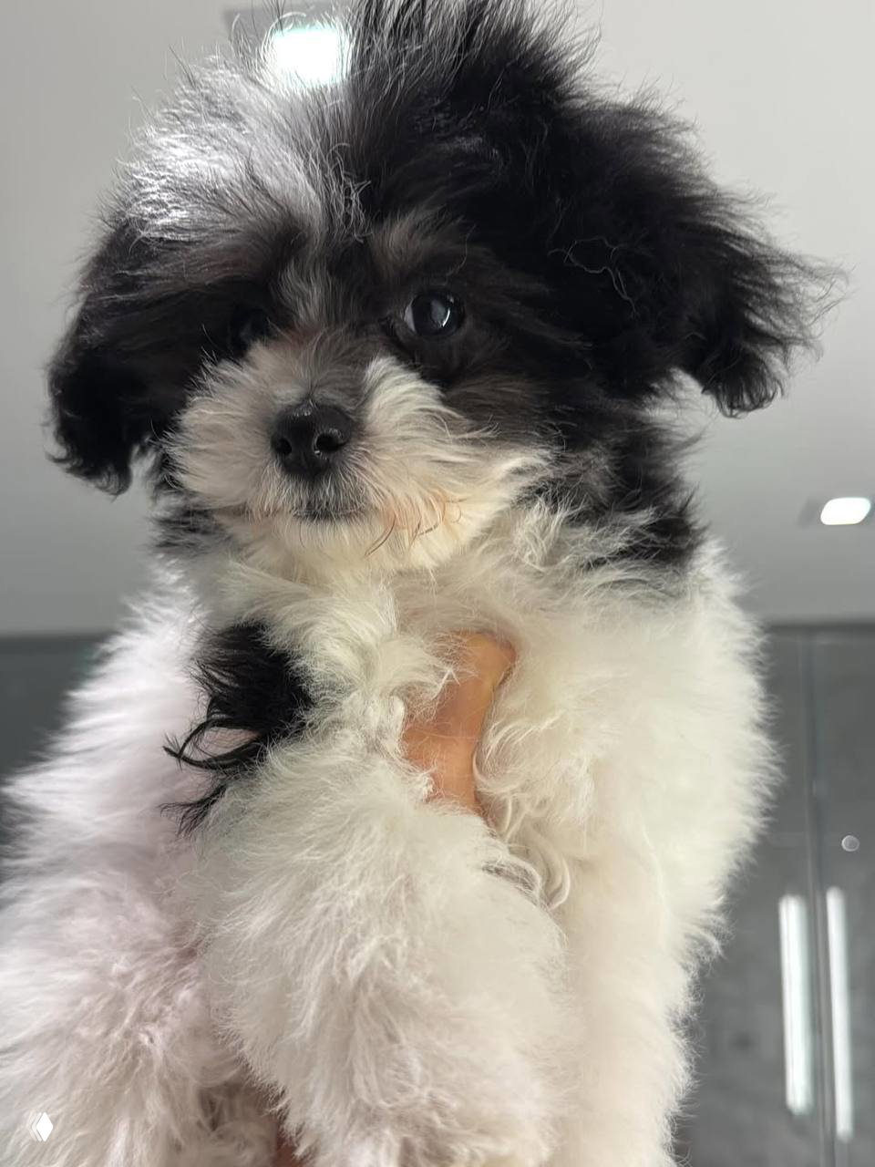 Крупный план щенка: чёрно‑белая мордочка с пушистой шерстью, которого держат на вытянутой руке на светлом фоне